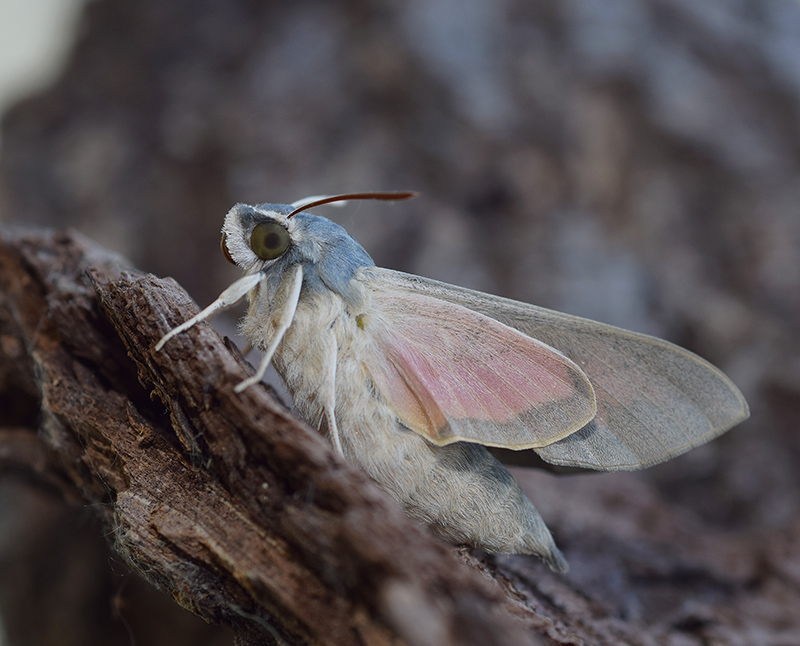 Hyles vespertilio, Sphingidae